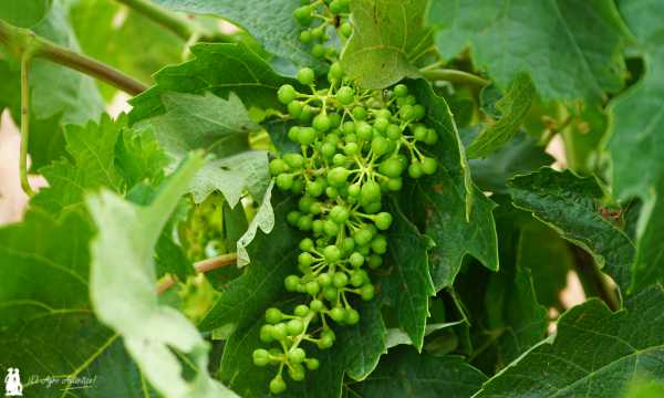 Vid. Bayas de uva de vinificación / agroautentico.com