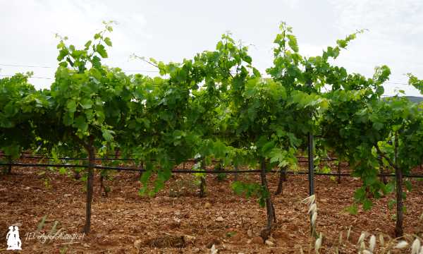 Uva vigiriega autóctona reintroducida después de que la filoxera la llevase al borde de la desaparición / agroautentico.com