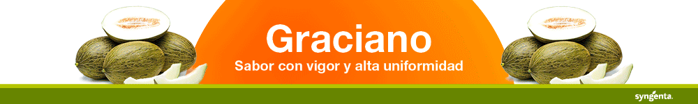 TOP BANNER SYNGENTA MELON 2026