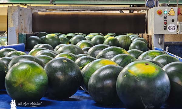 Agrocolor certifica la huella hídrica y de carbono de Agrícola Navarro de Haro 6