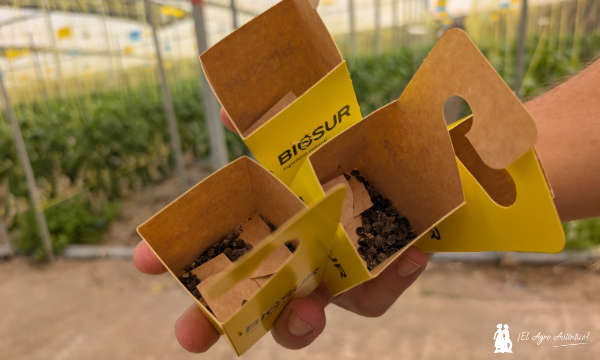 Cajetillas de Orius de Biosur. Parvispinus con bichos / agroautentico.com