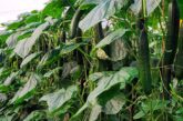 La cuádruple resistencia en pepino largo de BASF | Nunhems: venas, amarilleo, oídio y CGMMV
