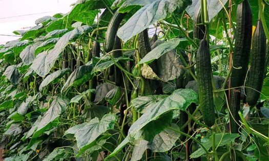 Calidad de fruto y resistencias las grandes bazas del ‘quinteto’ ganador de BASF Nunhems en pepino largo 2