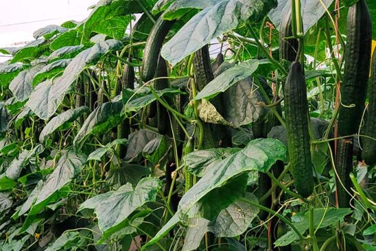 La cuádruple resistencia en pepino largo de BASF | Nunhems: venas, amarilleo, oídio y CGMMV