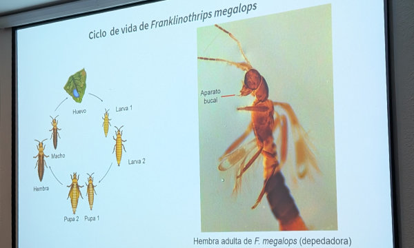 Ciclo de vida de Franklinothrips megalops / agroautentico.com