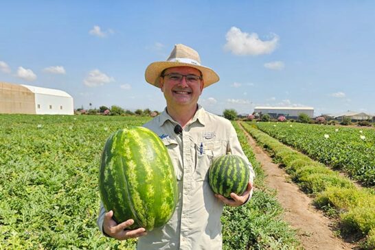 De menor a mayor tamaño Syngenta lo tiene todo en sandía