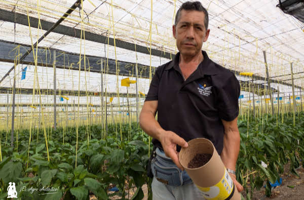 El encargado de la finca con un envase de Trip-Soil. Parvispinus con control biológico / agroautentico.com