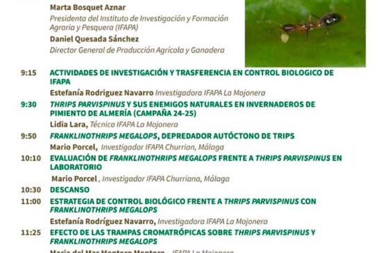 Día 17 de julio. Franklinothrips megalops, un depredador autóctono para el control biológico del Parvispinus