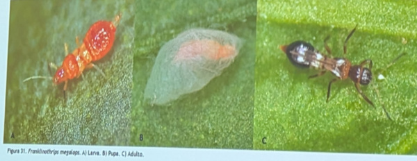 Franklinothrips megalops / agroautentico.com