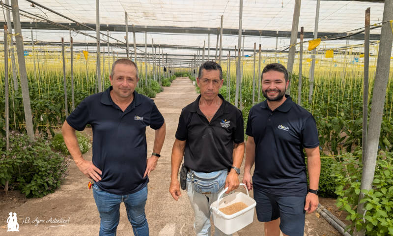 Control biológico con Biosur. José Luis González Vaca, Pedro Cabrera y Manolo Sierra / agroautentico.com