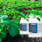 Lanzamiento de Areli, nuevo producto de Certis Belchim para el control del mildiu en patata 2