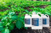 Lanzamiento de Areli, nuevo producto de Certis Belchim para el control del mildiu en patata