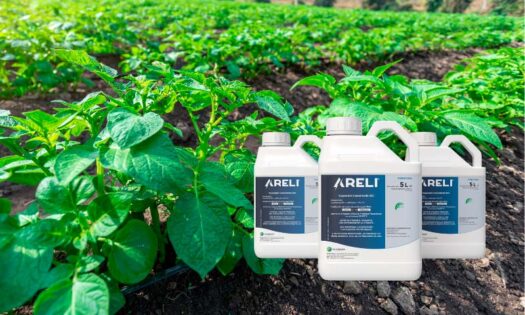 Lanzamiento de Areli, nuevo producto de Certis Belchim para el control del mildiu en patata 2
