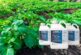Lanzamiento de Areli, nuevo producto de Certis Belchim para el control del mildiu en patata