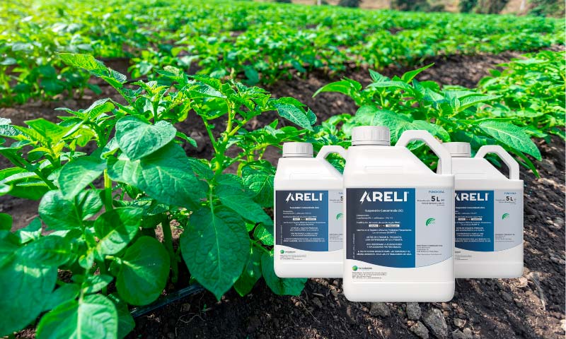 Lanzamiento de Areli, nuevo producto de Certis Belchim para el control del mildiu en patata