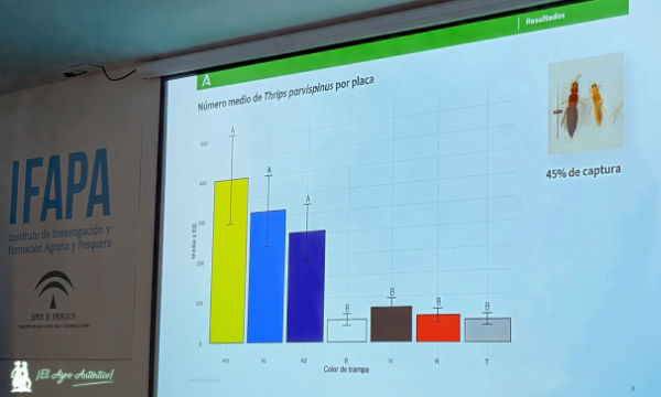Las trampas cromatrópicas bajan casi a la mitad la población de parvispinus en el invernadero / agroautentico.com