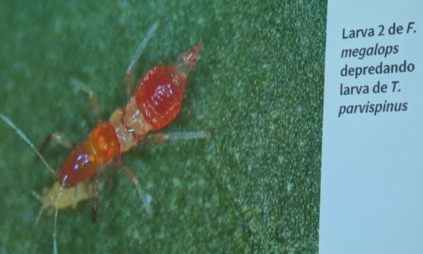 Megalops depreda larva de Parvispinus / agroautentico.com