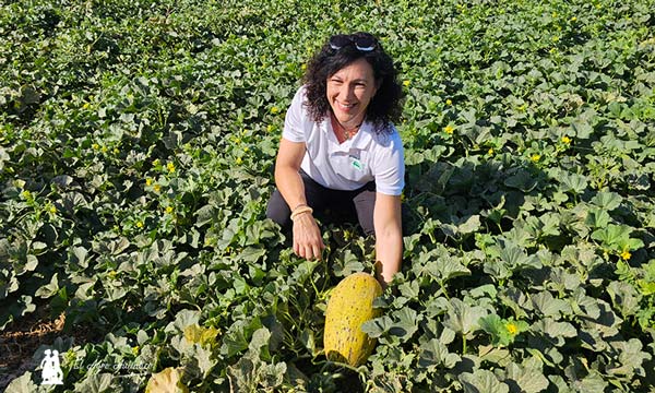 Melón Kirkagaç de Semillas Fitó