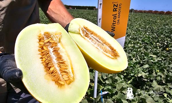 Melones amarillos Yacal, Nival y Witral