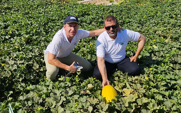 Melón amarillo de Semillas Fitó 2