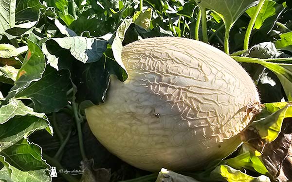 Novedades en melón branco de Semillas Fitó