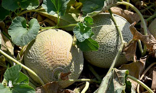 Especialidades de melón en Syngenta 5