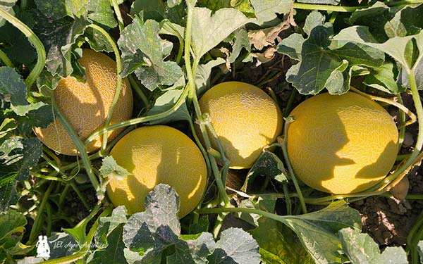 Melón galia Bristol de Semillas Fitó