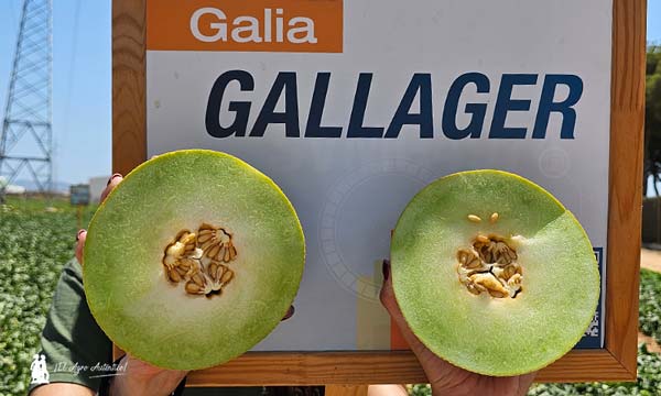 CyroLine en melón Galia. Variedad Gallager / agroautentico.com