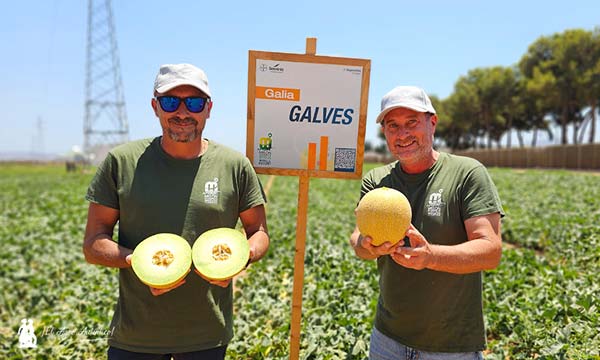Galias de Bayer Seminis. Marca CyroLine. Variedad Galves / agroautentico.com