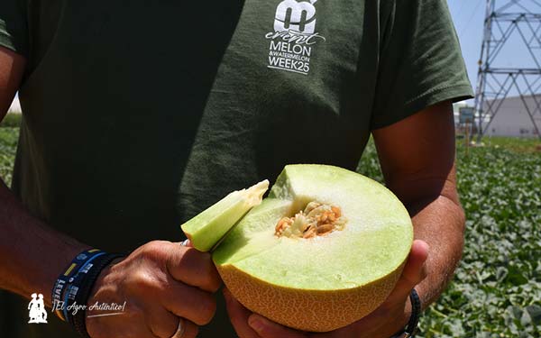 CyroLine en melón Galia / agroautentico.com