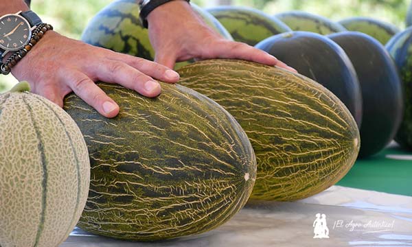 a ‘superplanta’ en melón piel de sapo ya tiene dos nombres propios: Izalco y Aralco 3