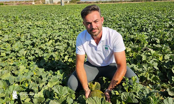 Melón piel de sapo Lindero de Semillas Fitó 3