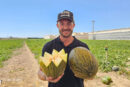 La ‘superplanta’ en melón piel de sapo ya tiene dos nombres propios: Izalco y Aralco