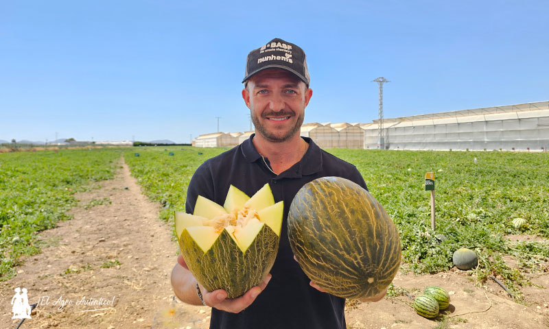 La ‘superplanta’ en melón piel de sapo ya tiene dos nombres propios: Izalco y Aralco