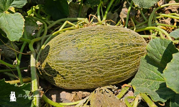 El melón de Syngenta aporta todo lo que el agricultor necesita 2