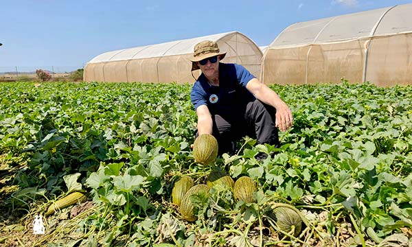 El melón de Syngenta aporta todo lo que el agricultor necesita 4