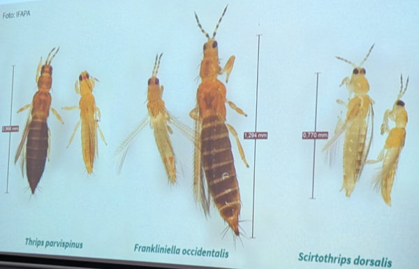Parvispinus, Frankliniella occidentalis y Scirtothrips dorsalis / agroautentico.com