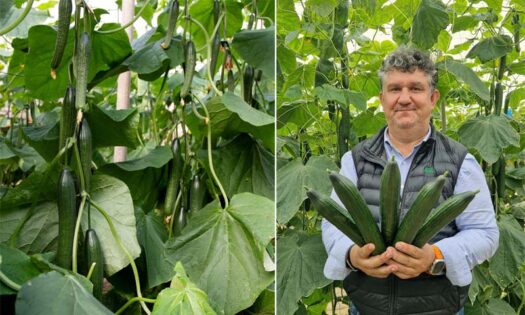 Semillas Fitó arranca campaña en la costa de Granada y Almería con nuevas variedades de pepino adaptadas a los retos actuales