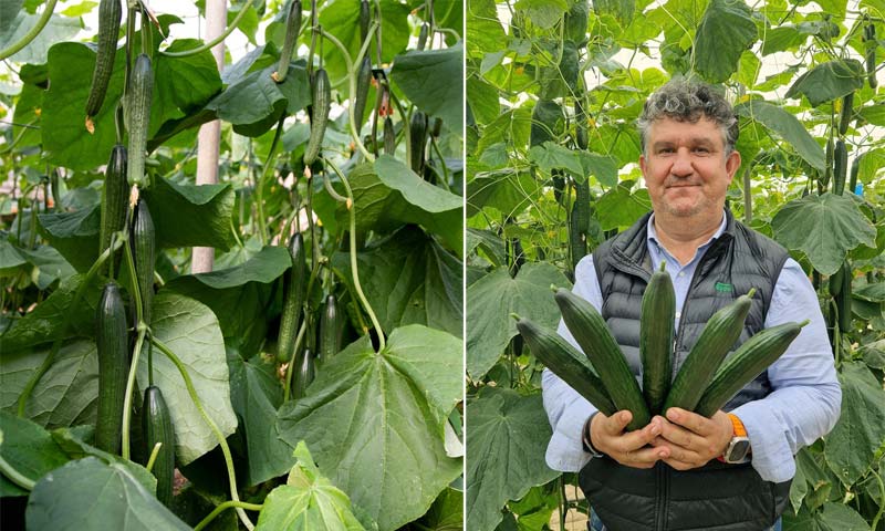 Semillas Fitó arranca campaña en la costa de Granada y Almería con nuevas variedades de pepino adaptadas a los retos actuales