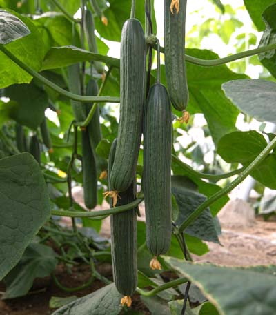 Variedad Nairobi