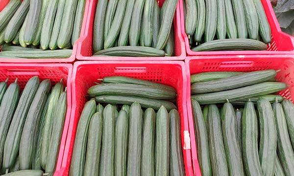 Calidad de fruto y resistencias, las grandes bazas del ‘quinteto’ ganador de BASF Nunhems en pepino largo 2