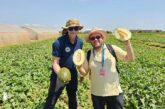 ‘All you need’ en melón te lo aporta Syngenta