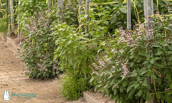 Plantas reservorio / agroautentico.com
