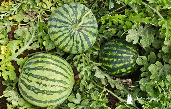De menor a mayor tamaño Syngenta lo tiene todo en sandía 2