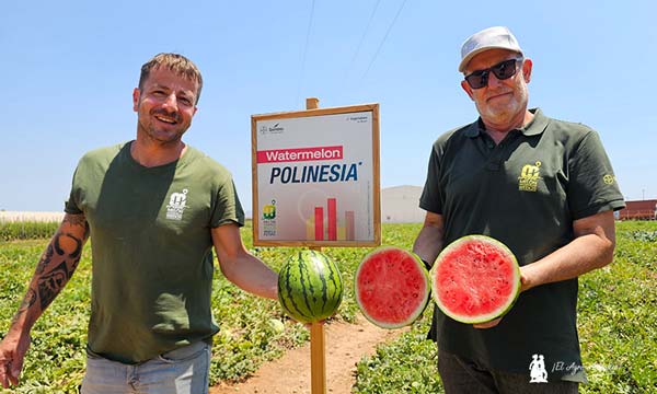 Sandía Polinesia de Bayer Seminis / agroautentico.com