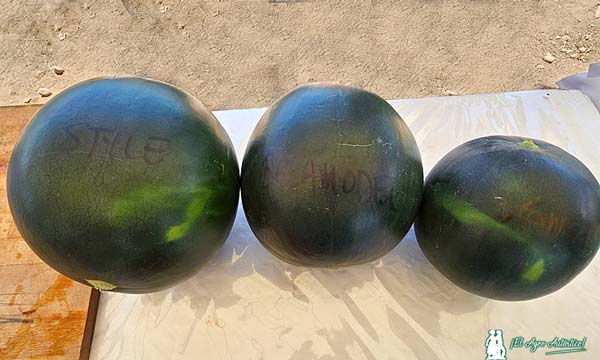 Sandías negras de BASF | Nunhems / agroautentico.com