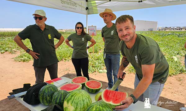 Sandías de Bayer Seminis en Murcia / agroautentico.com 