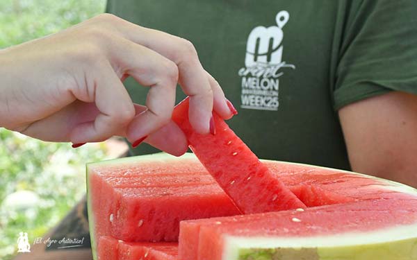 Sandías de Bayer Seminis en Murcia / agroautentico.com