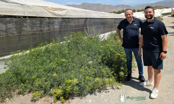 Setos exteriores al invernadero. Infraestructuras verdes. Control biológico conservativo con Biosur / agroautentico.com