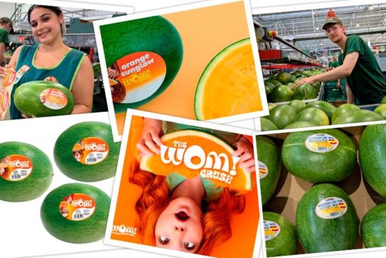 Unica culmina con éxito su primer programa completo de sandía naranja